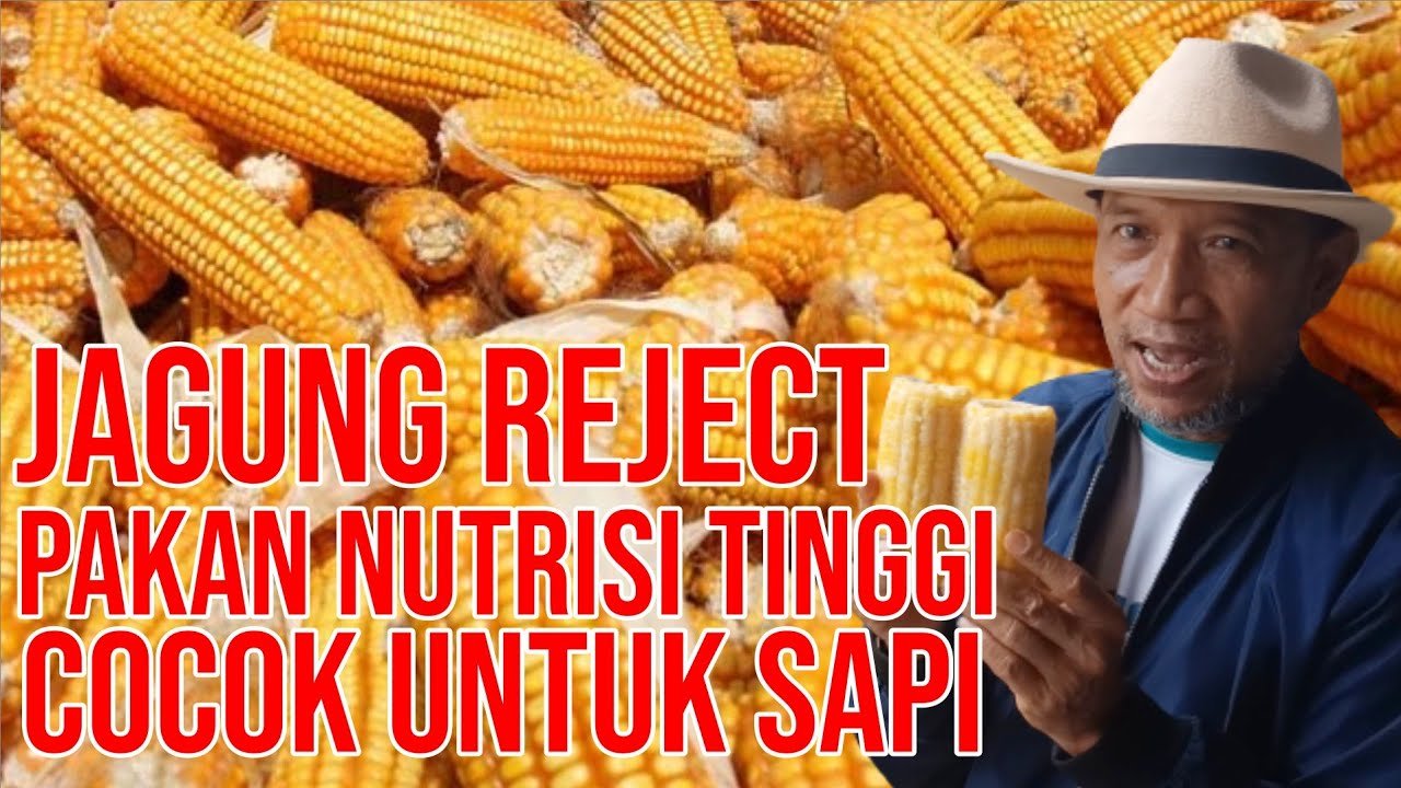 Jagung Pabrik Pakan Sapi Bernutrisi Tinggi.jpg